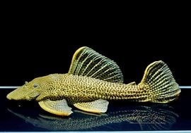 ����ʪ���ɥ饴��ϥ��ե���쥪�ѡ��ɥȥ�ࡡ ��High yellow�ɡ�Bigsize��No.10