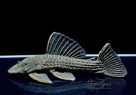 ����ʪ���ɥ饴��ϥ��ե���쥪�ѡ��ɥȥ�ࡡ ��Black�ɡ�No.11