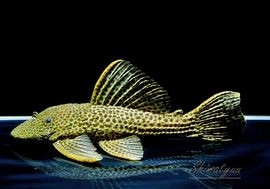 ����ʪ���ɥ饴��ϥ��ե���쥪�ѡ��ɥȥ�ࡡ ��yellow�ɡ�Bigsize��No.12