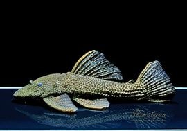 ����ʪ���ɥ饴��ϥ��ե���쥪�ѡ��ɥȥ�ࡡ ��Black�ɡ�Bigsize��No.13