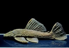 ����ʪ���ɥ饴��ϥ��ե���쥪�ѡ��ɥȥ�ࡡ ��Black�ɡ�Bigsize��No.14