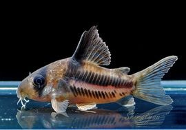 CW160��Co���ҥ��ꡡ�ȹ񻺥֥꡼�ɡɡ�3ɤ