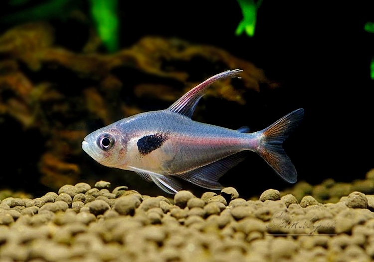 熱帯魚】 ハイフェソブリコン エピカリス 大き目 WILD 3匹 | 熱帯魚