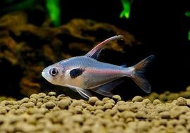 ��Ǯ�ӵ��ۡ��ϥ��ե����֥ꥳ�󡡥��ԥ��ꥹ���礭�ܡ�WILD��1ɤ