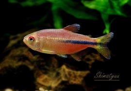 ��Ǯ�ӵ��ۡ��إߥ���ॹ���������ӡ���rio Miua ��ή���� WILD��3ɤ