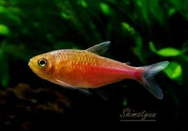 ��Ǯ�ӵ��ۥ�󥯥ۡ����㡡�٥饽��˥�����" rio Curicuriari��rio Tiqui��� ��ή���ɡ� WILD��1ɤ