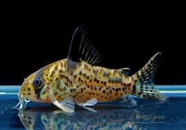 C�������ӥ���������ʥ���(L)��WILD��3ɤ