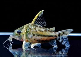 ����ʪ��C������ѡ��ץ륱���롡�ףɣ̣ġ�No.01