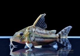 ����ʪ��C������ѡ��ץ륱���롡�ףɣ̣ġ�No.02