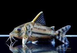 ����ʪ��C������ѡ��ץ륱���롡�ףɣ̣ġ�No.03