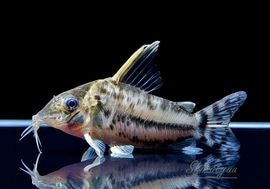 ����ʪ��C������ѡ��ץ륱���롡�ףɣ̣ġ�No.04