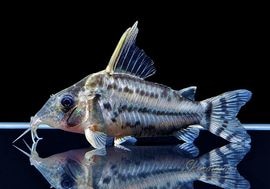 ����ʪ��C������ѡ��ץ륱���롡�ףɣ̣ġ�No.05