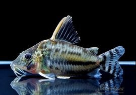 ����ʪ��C������ѡ��ץ륱���롡�ףɣ̣ġ�No.06