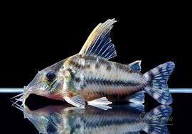 ����ʪ��C������ѡ��ץ륱���롡�ףɣ̣ġ�No.07