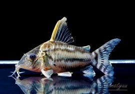 ����ʪ��C������ѡ��ץ륱���롡�ףɣ̣ġ�No.08