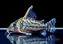 ����ʪ��C������ѡ��ץ륱���롡�ףɣ̣ġ�No.09