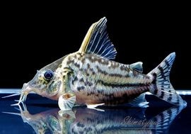 ����ʪ��C������ѡ��ץ륱���롡�ףɣ̣ġ�No.10