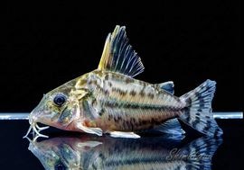 ����ʪ��C������ѡ��ץ륱���롡�ףɣ̣ġ�No.11