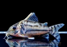 ����ʪ��C������ѡ��ץ륱���롡�ףɣ̣ġ�No.12