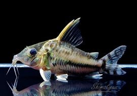 ����ʪ��C������ѡ��ץ륱���롡�ףɣ̣ġ�No.13