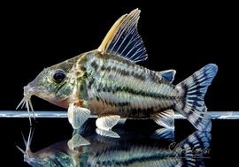 ����ʪ��C������ѡ��ץ륱���롡�ףɣ̣ġ�No.14