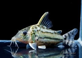 ����ʪ��C������ѡ��ץ륱���롡�ףɣ̣ġ�No.15