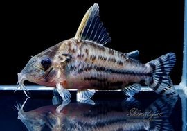 ����ʪ��C������ѡ��ץ륱���롡�ףɣ̣ġ�No.16