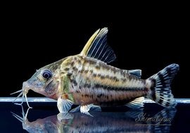 ����ʪ��C������ѡ��ץ륱���롡�ףɣ̣ġ�No.17