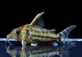 ����ʪ��C������ѡ��ץ륱���롡�ףɣ̣ġ�No.19