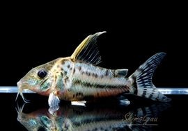 ����ʪ��C������ѡ��ץ륱���롡�ףɣ̣ġ�No.20