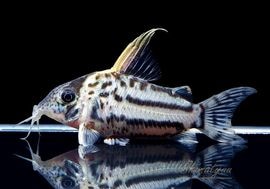 ����ʪ��C����ߥ��󥰥Ρ��������ѡ�������ĥ���No.01