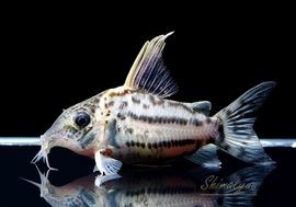 ����ʪ��C����ߥ��󥰥Ρ��������ѡ�������ĥ���No.02