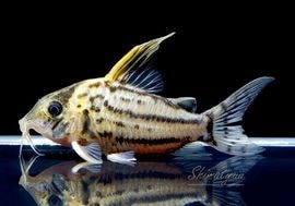 ����ʪ��C����ߥ��󥰥Ρ��������ѡ�������ĥ���No.04