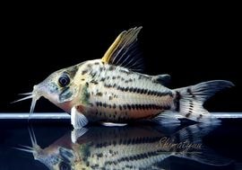 ����ʪ��C����ߥ��󥰥Ρ��������ѡ�������ĥ���No.05