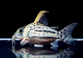 ����ʪ��C����ߥ��󥰥Ρ��������ѡ�������ĥ���No.06