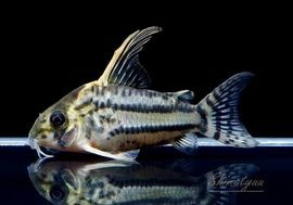 ����ʪ��C������ѡ�������ĥ���WILD��No.01