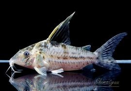 ����ʪ��C����֥�������WILD��No.01