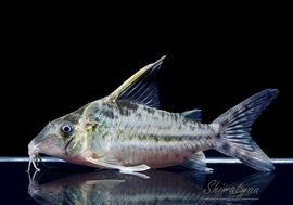 ����ʪ��C����֥�������WILD��No.02