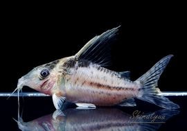 ����ʪ��C����֥�������WILD��No.04