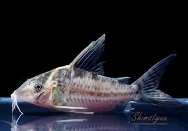 ����ʪ��C����֥�������WILD��No.05