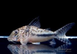 ����ʪ��Co�����󥰥Ρ����ե�����ȡ�������WILD���ȥ���ʥ�� ��No.02