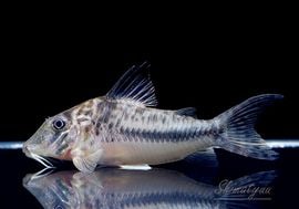 ����ʪ��Co�����󥰥Ρ����ե�����ȡ�������WILD���ȥ���ʥ�� ��No.03