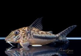 ����ʪ��Co�����󥰥Ρ����ե�����ȡ�������WILD���ȥ���ʥ�� ��No.04