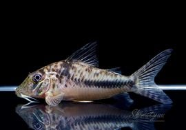 ����ʪ��Co�����󥰥Ρ����ե�����ȡ�������WILD���ȥ���ʥ�� ��No.05