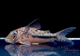 ����ʪ��Co�����󥰥Ρ����ե�����ȡ�������WILD���ȥ���ʥ�� ��No.06