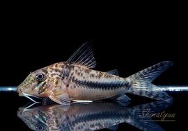 ����ʪ��Co�����󥰥Ρ����ե�����ȡ�������WILD���ȥ���ʥ�� ��No.07