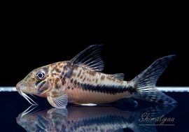 ����ʪ��Co�����󥰥Ρ����ե�����ȡ�������WILD���ȥ���ʥ�� ��No.08