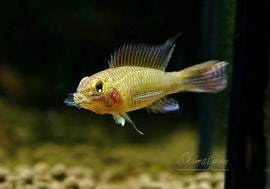 ���𡡥쥹�ƥ������������ȥꥪ���ޥǥ����ٻ��ɡ��ףɣ̣ġ�1�У�