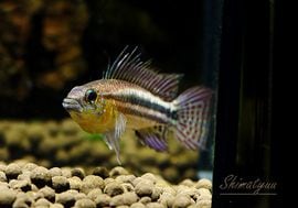 ���𡡥ӥ����˥��������ףɣ̣ġ��ȥƥե��ɡ��ķϡ����У�