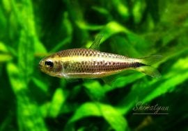 ��Ǯ�ӵ��ۡ���󥯥ۡ����㡡�ץ��٥���WILD����Serra do Cachimbo�ɡ�1ɤ